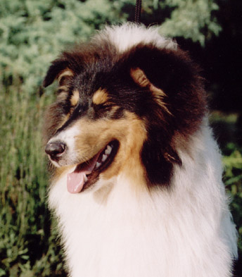 Kyuss7profil.jpg