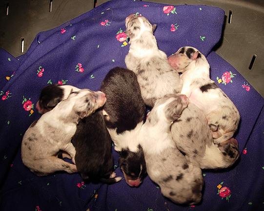 new%20born%20puppys1.jpg