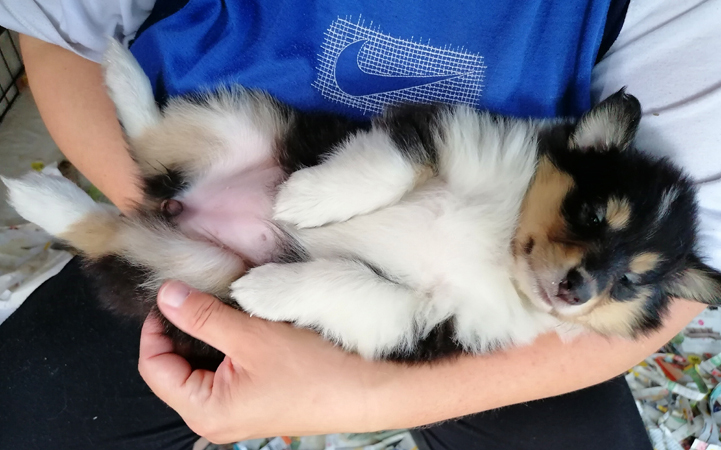 xena